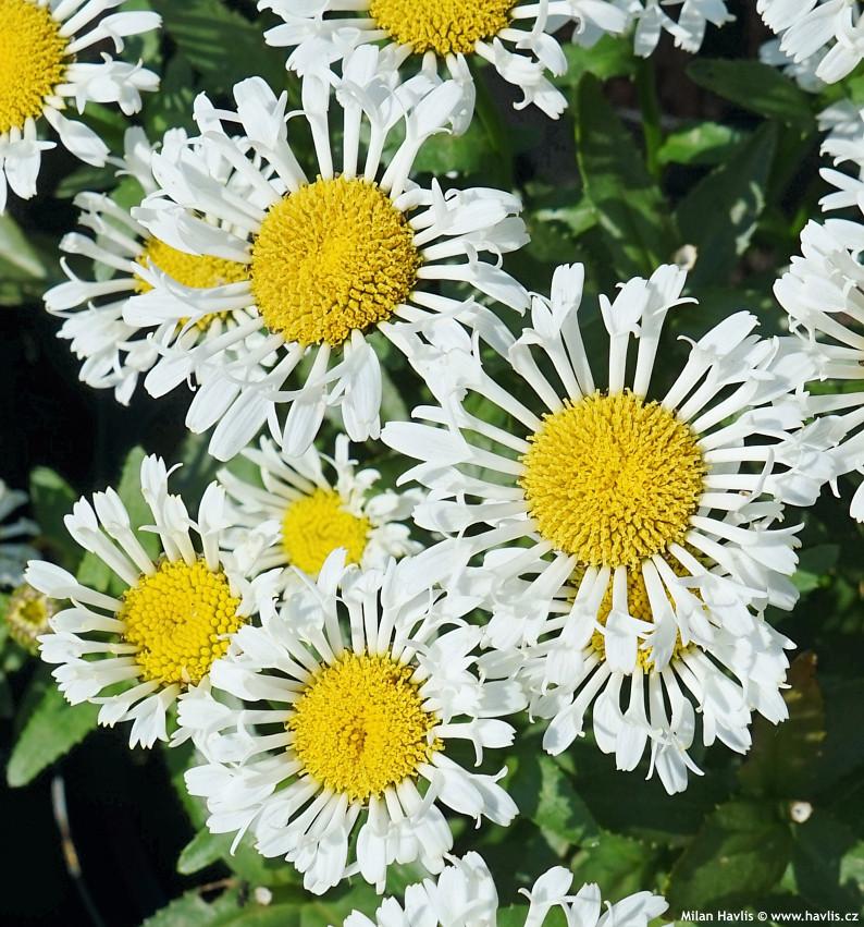 Leucanthemum X Superbum Ooh La Lacrosse - View 4 from www redcrocus com