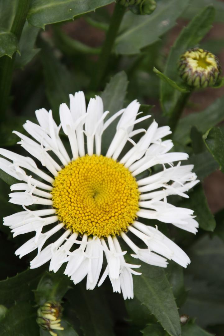 Leucanthemum X Superbum Ooh La Lacrosse - View 5 from www redcrocus com