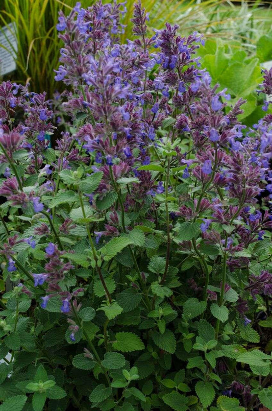Nepeta X Faassenii Blue Wonder - View 10 from www redcrocus com