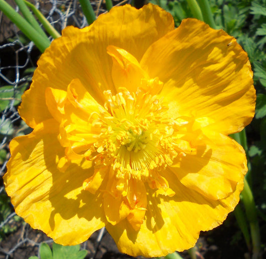 Papaver Nudicaule Champagne Yellow - View 2 from www redcrocus com