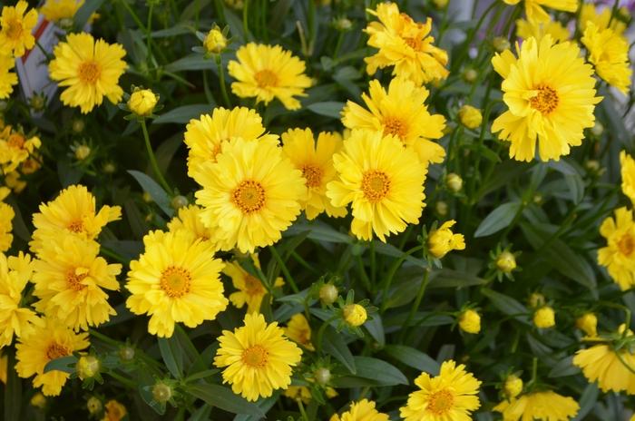 Coreopsis Grandiflora Leading Lady Sophia - View 11 from www redcrocus com