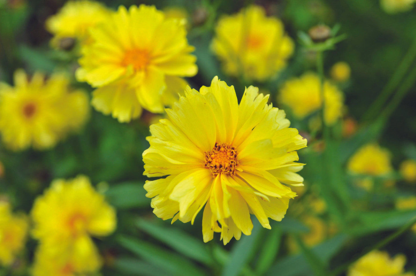 Coreopsis Grandiflora Leading Lady Sophia - View 14 from www redcrocus com