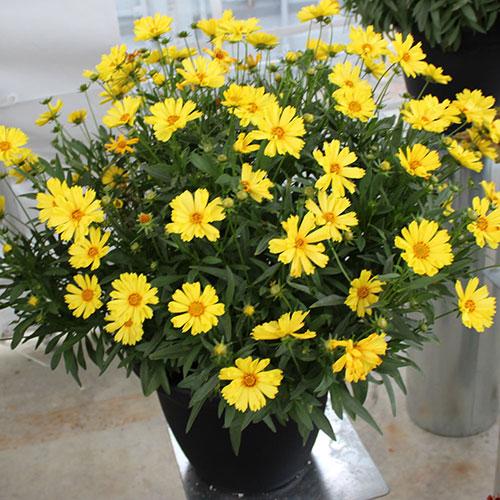 Coreopsis Grandiflora Leading Lady Sophia - View 1 from www redcrocus com