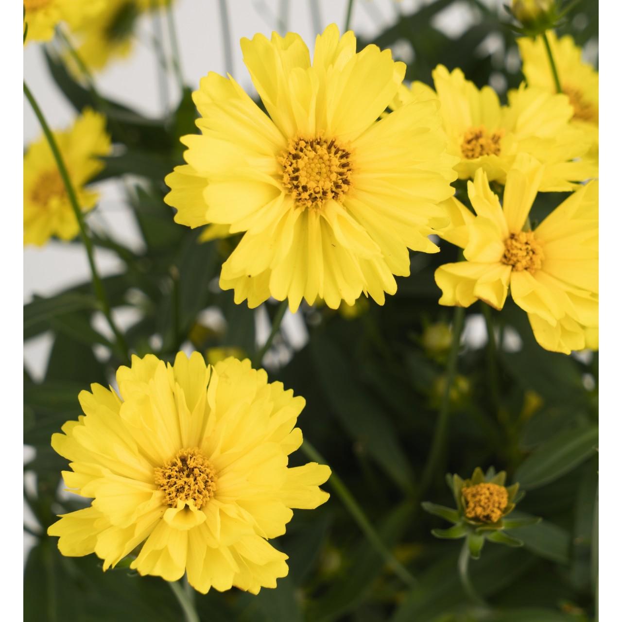 Coreopsis Grandiflora Leading Lady Sophia - View 2 from www redcrocus com