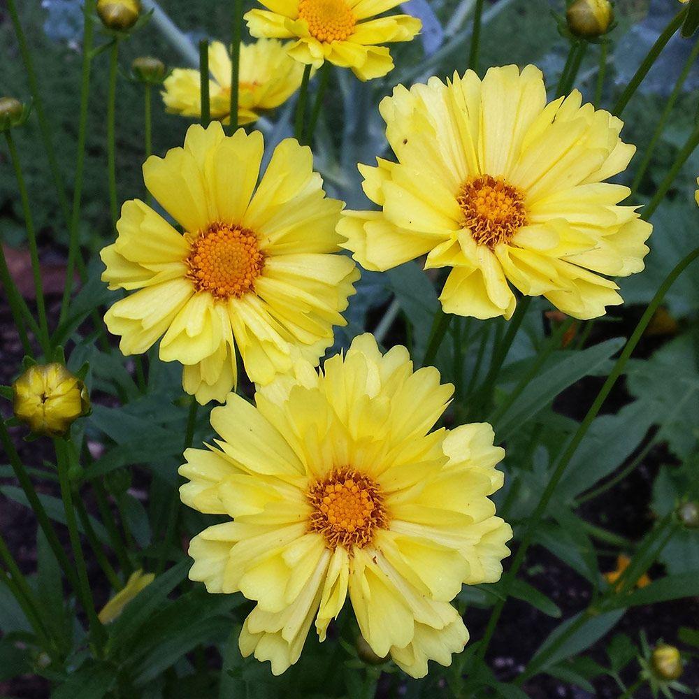 Coreopsis Grandiflora Leading Lady Sophia - View 3 from www redcrocus com