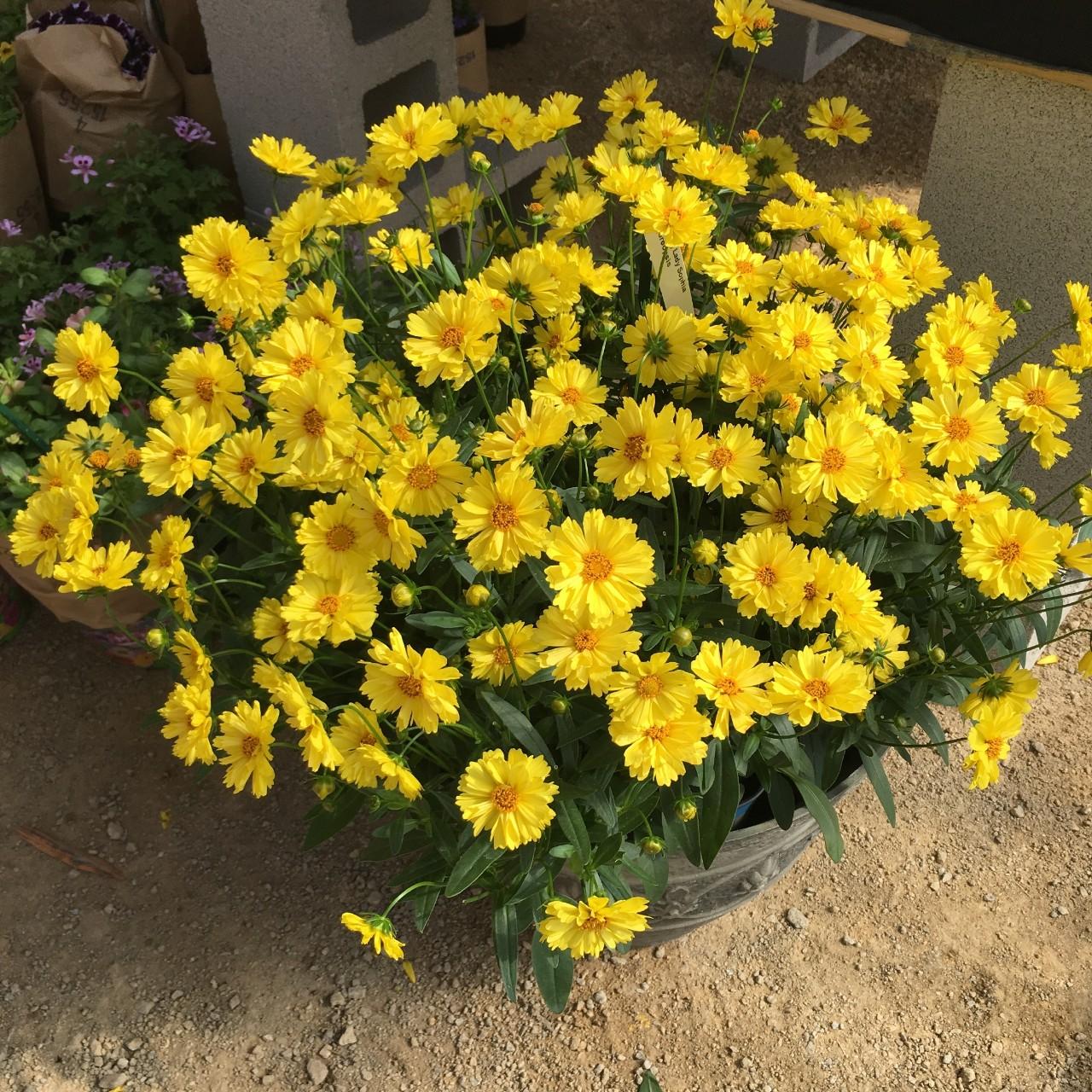 Coreopsis Grandiflora Leading Lady Sophia - View 5 from www redcrocus com