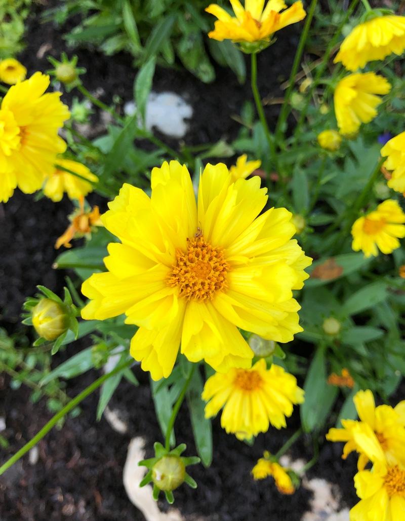 Coreopsis Grandiflora Leading Lady Sophia - View 7 from www redcrocus com