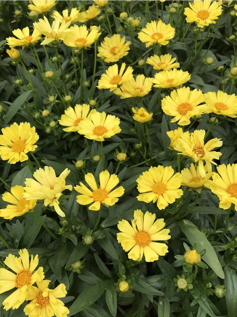 Coreopsis Grandiflora Leading Lady Sophia - View 8 from www redcrocus com