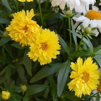 Coreopsis Grandiflora Leading Lady Sophia - View 9 from www redcrocus com