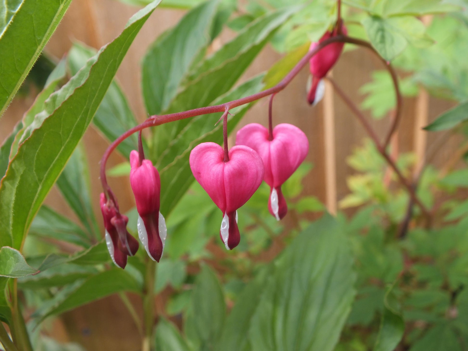 Dicentra Spectabilis - View 10 from www redcrocus com