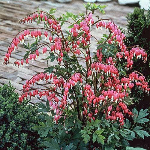 Dicentra Spectabilis - View 11 from www redcrocus com