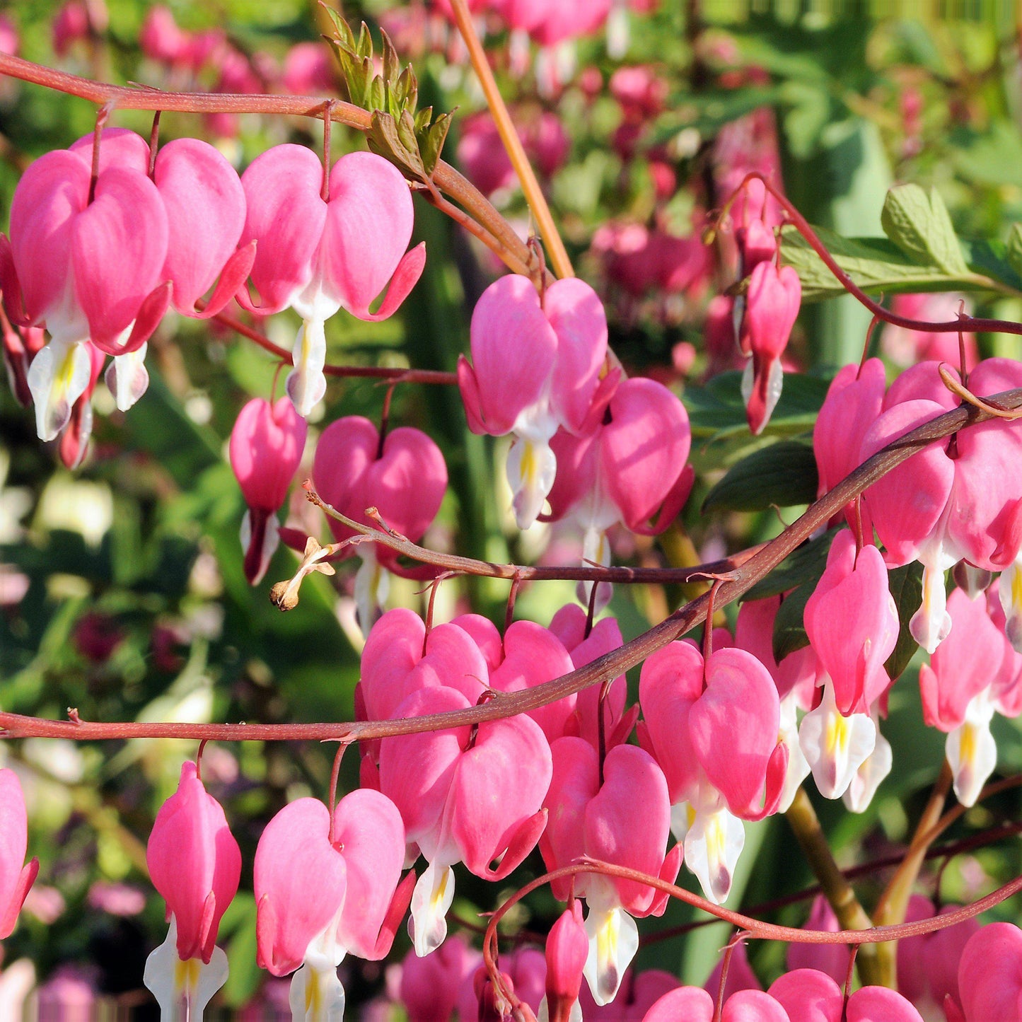 Dicentra Spectabilis - View 13 from www redcrocus com