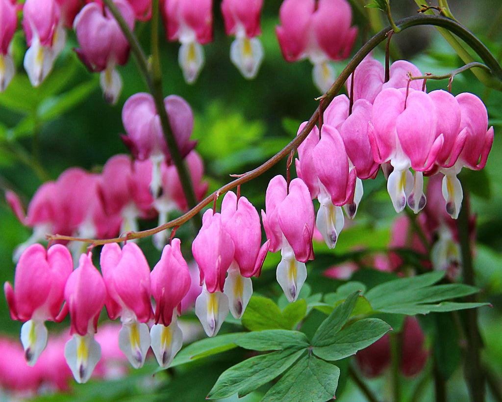 Dicentra Spectabilis - View 14 from www redcrocus com