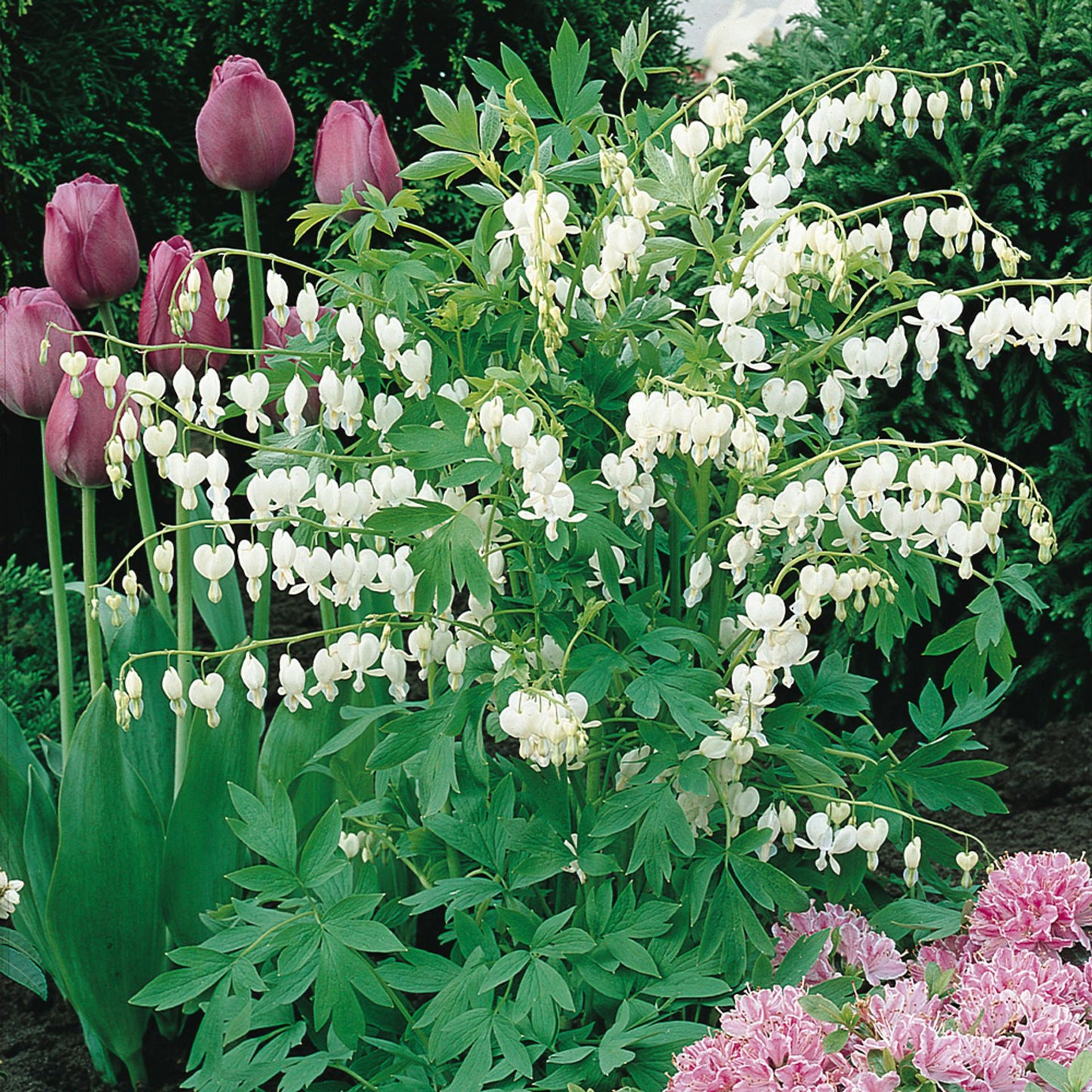 Dicentra Spectabilis - View 15 from www redcrocus com
