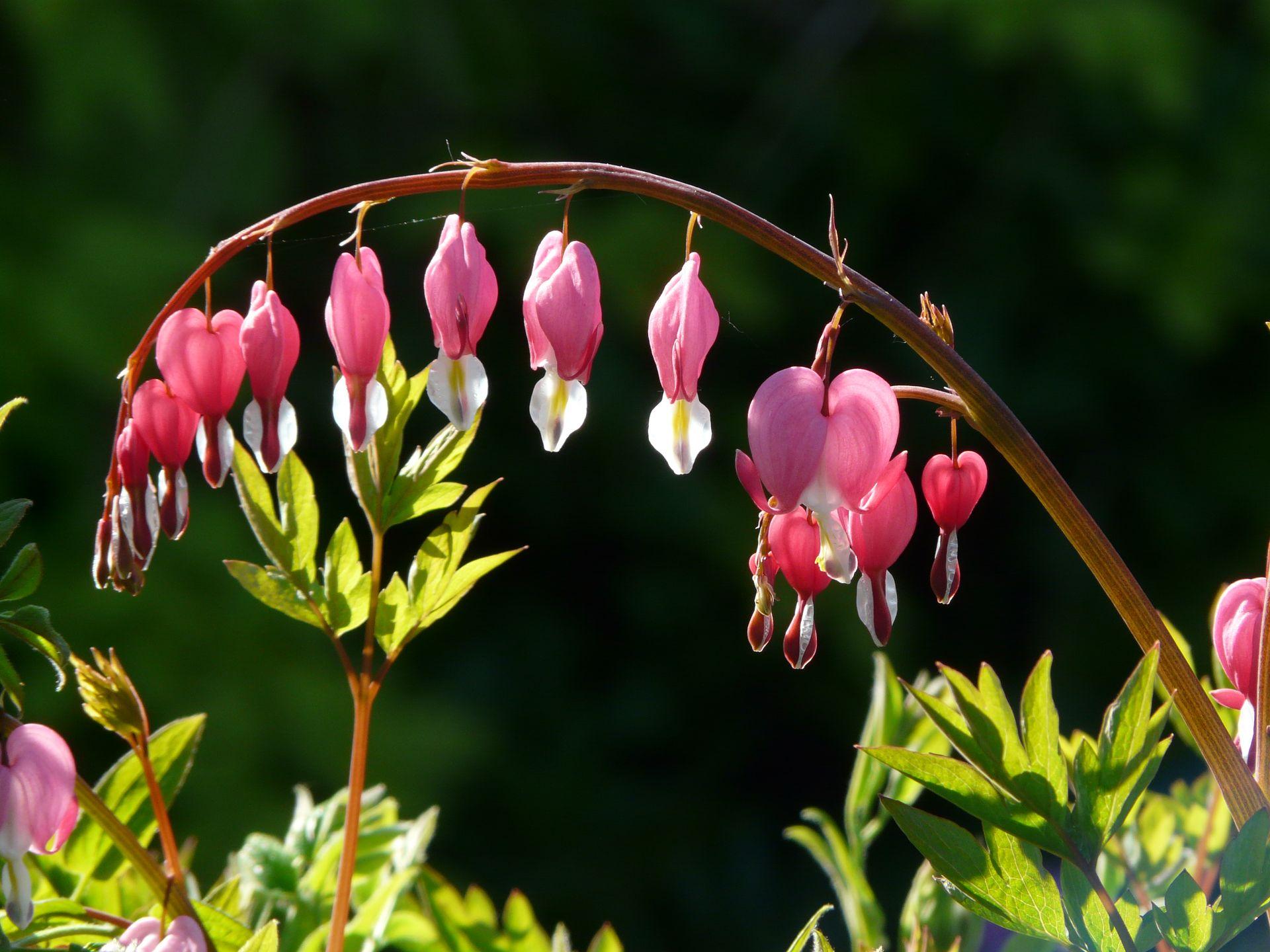 Dicentra Spectabilis - View 16 from www redcrocus com