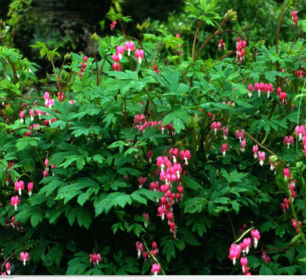 Dicentra Spectabilis - View 17 from www redcrocus com