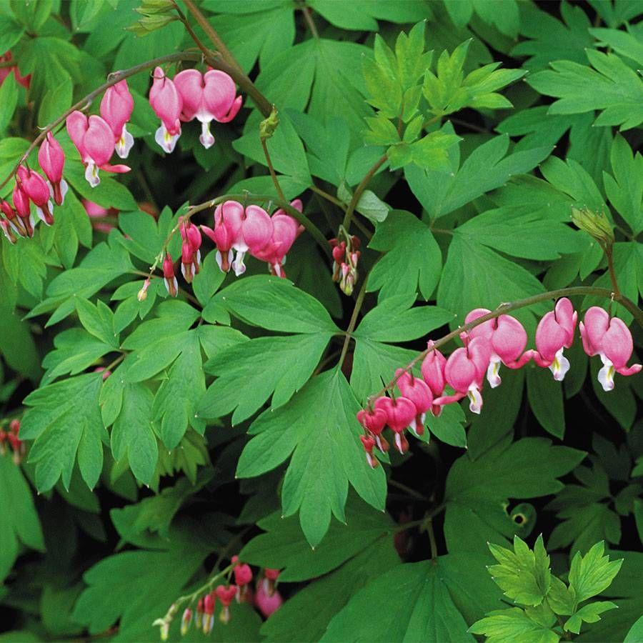 Dicentra Spectabilis - View 17 from www redcrocus com
