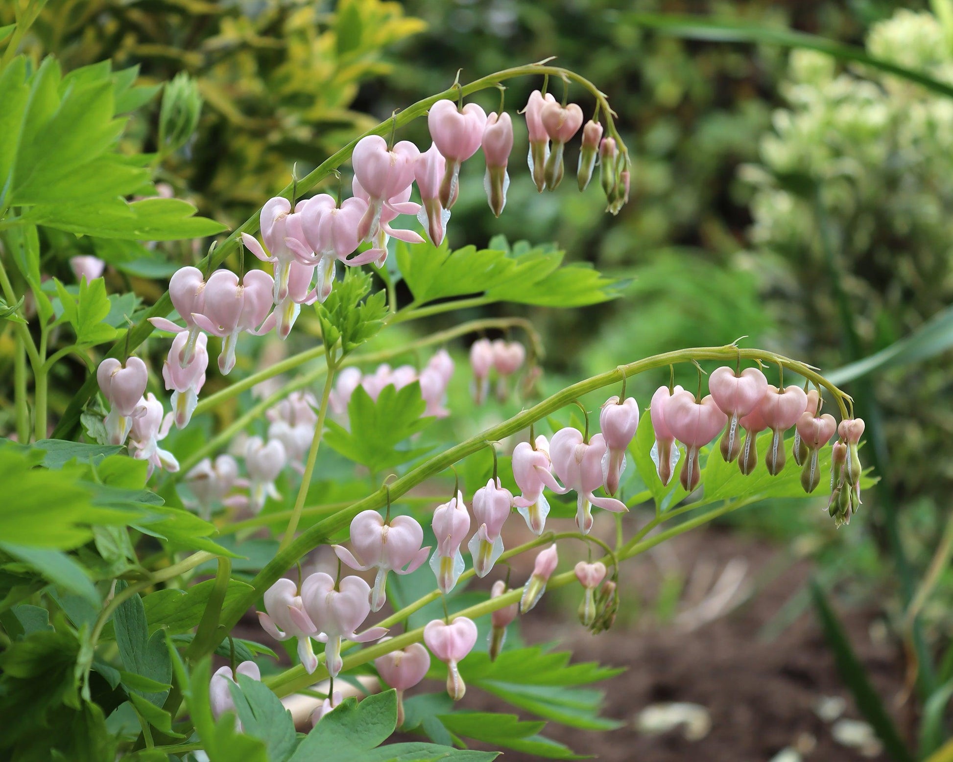 Dicentra Spectabilis - View 18 from www redcrocus com