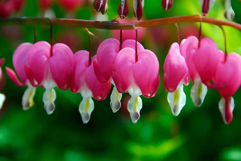 Dicentra Spectabilis - View 18 from www redcrocus com