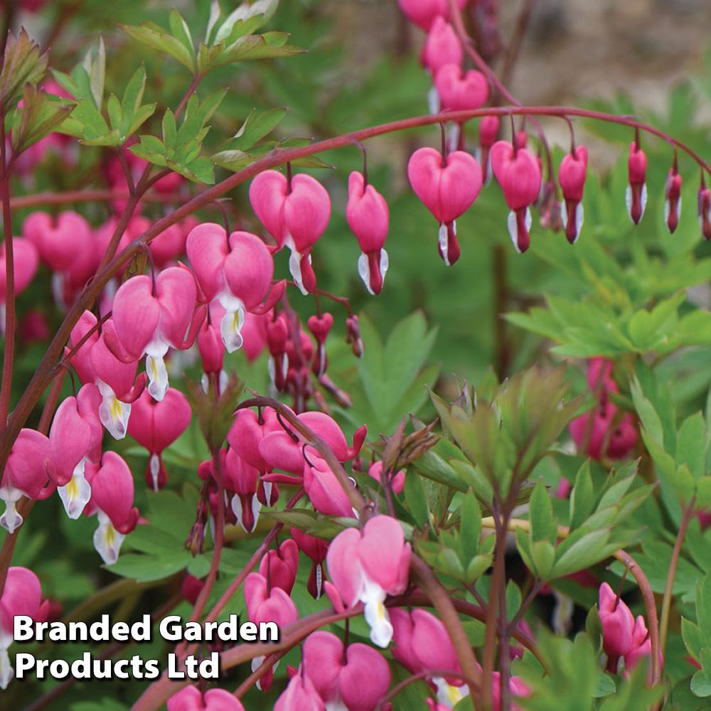 Dicentra Spectabilis - View 19 from www redcrocus com