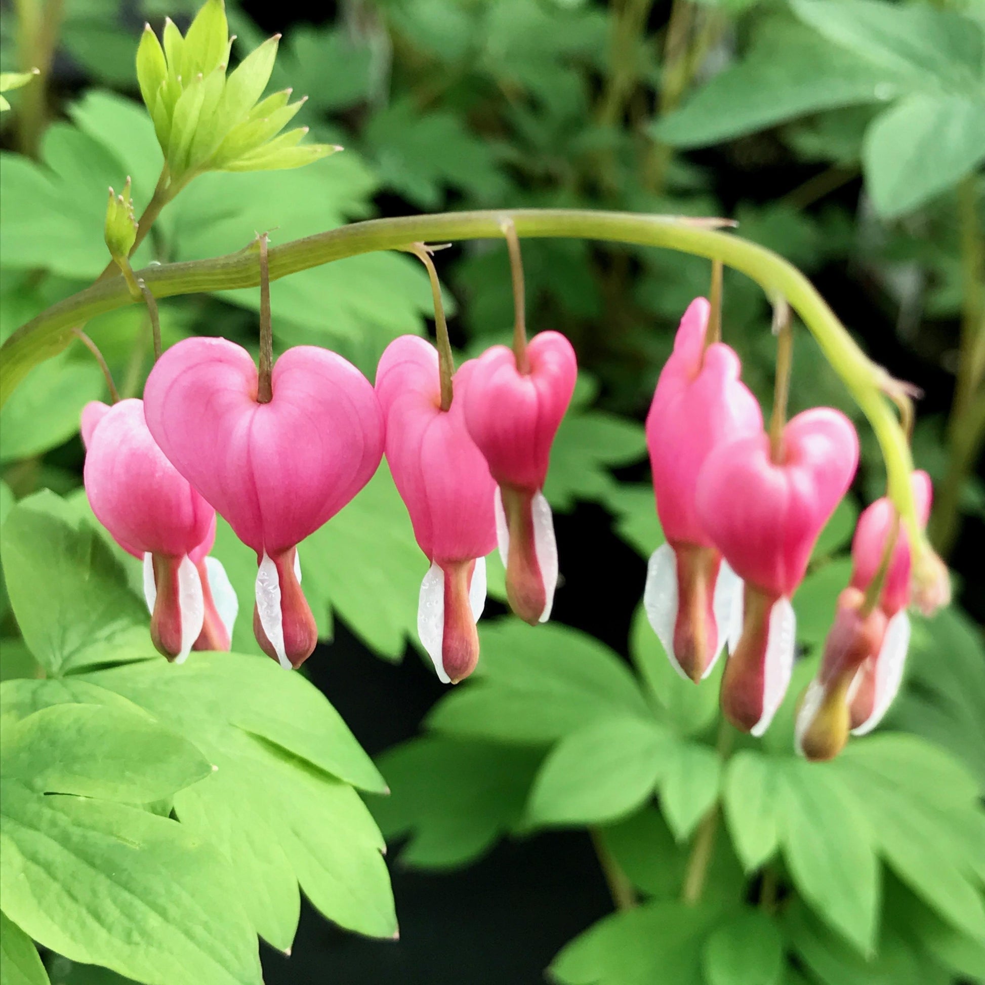 Dicentra Spectabilis - View 1 from www redcrocus com