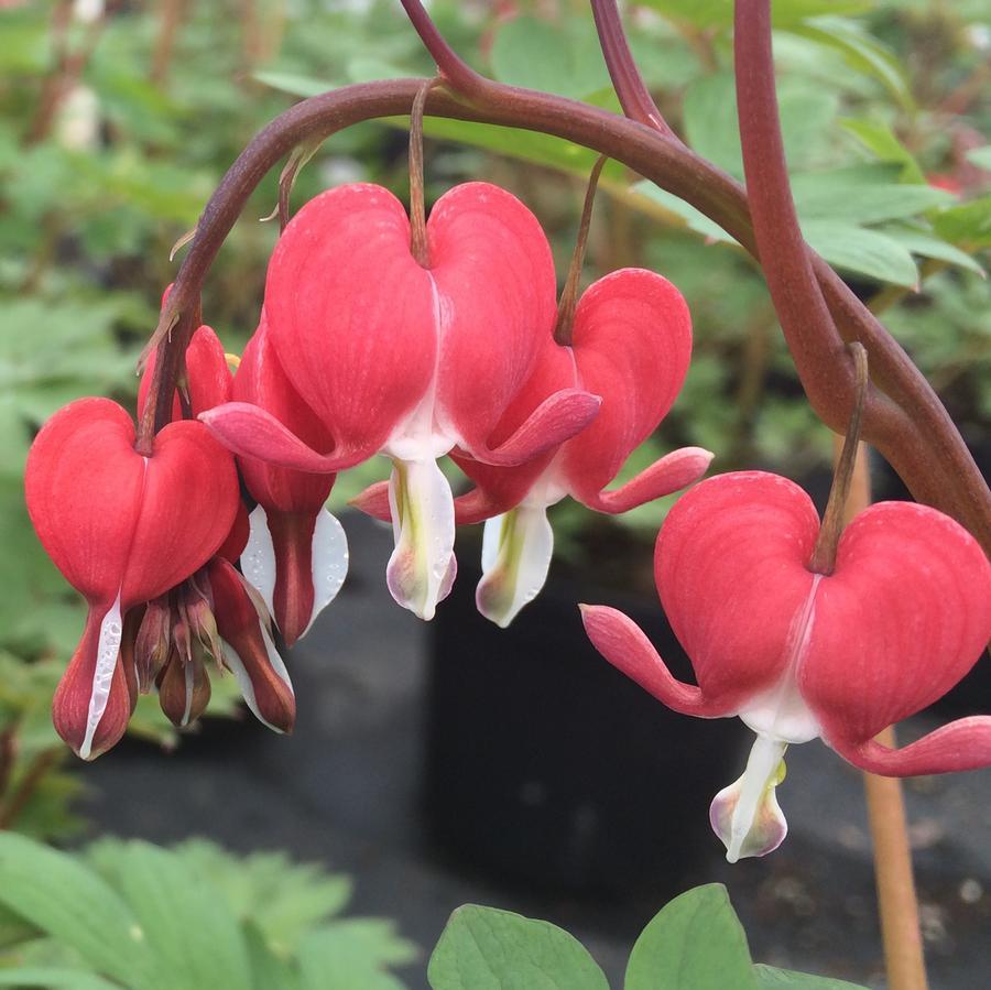 Dicentra Spectabilis - View 20 from www redcrocus com