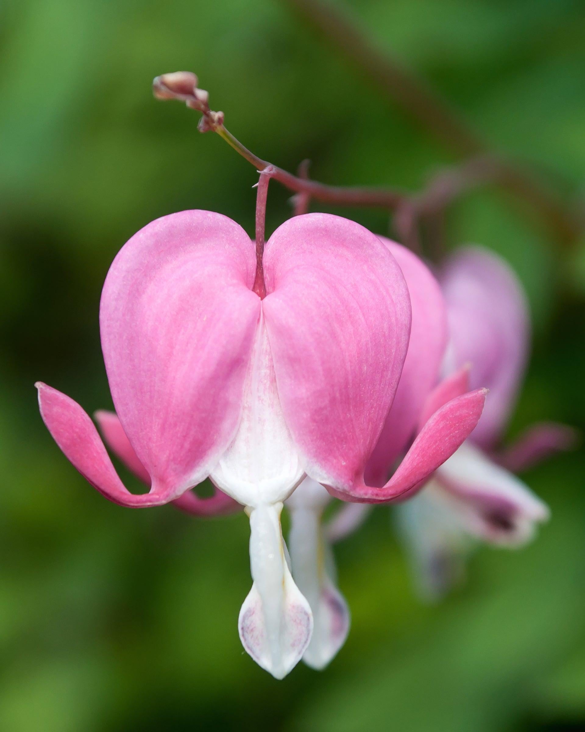 Dicentra Spectabilis - View 2 from www redcrocus com