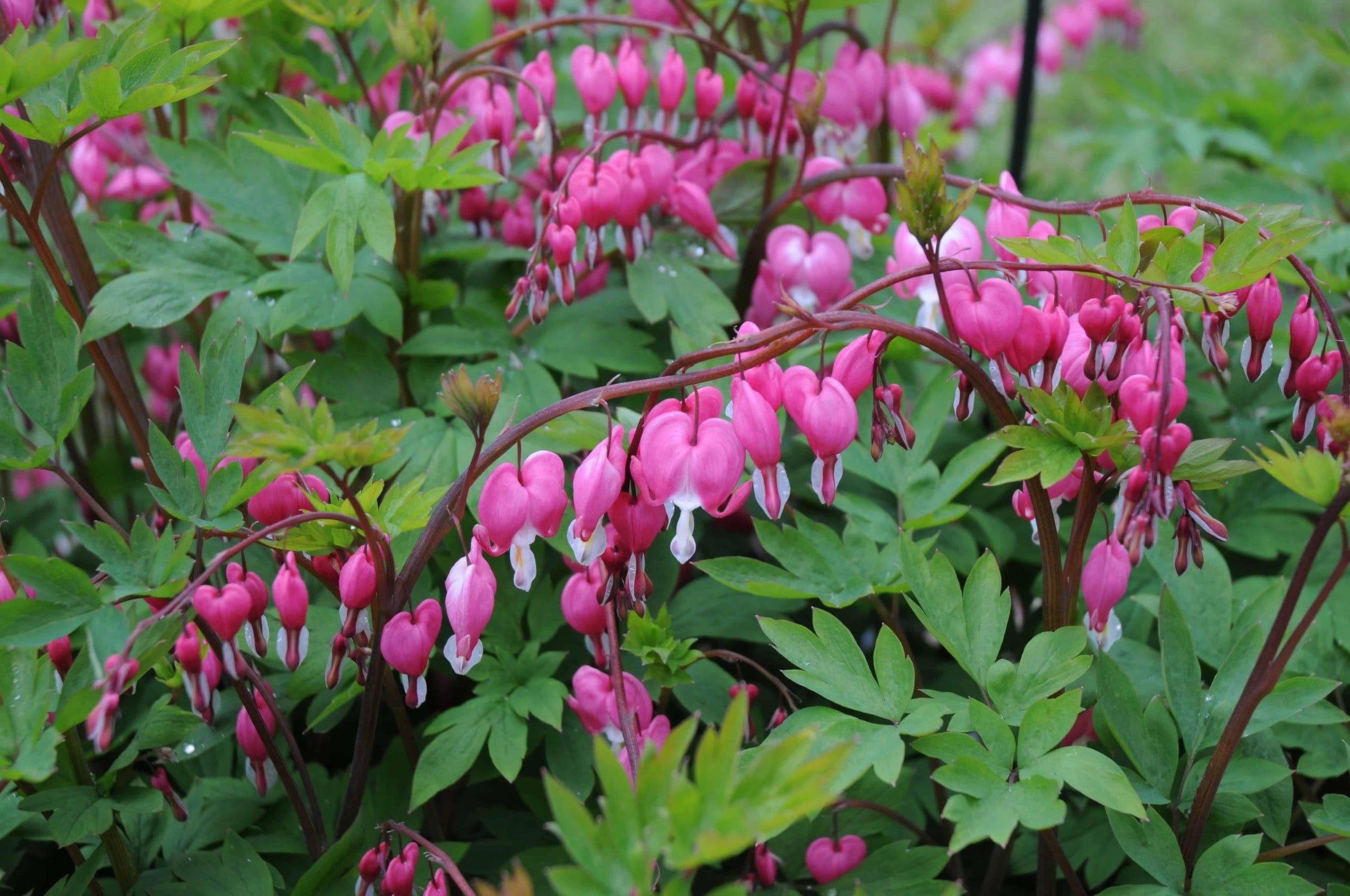 Dicentra Spectabilis - View 3 from www redcrocus com