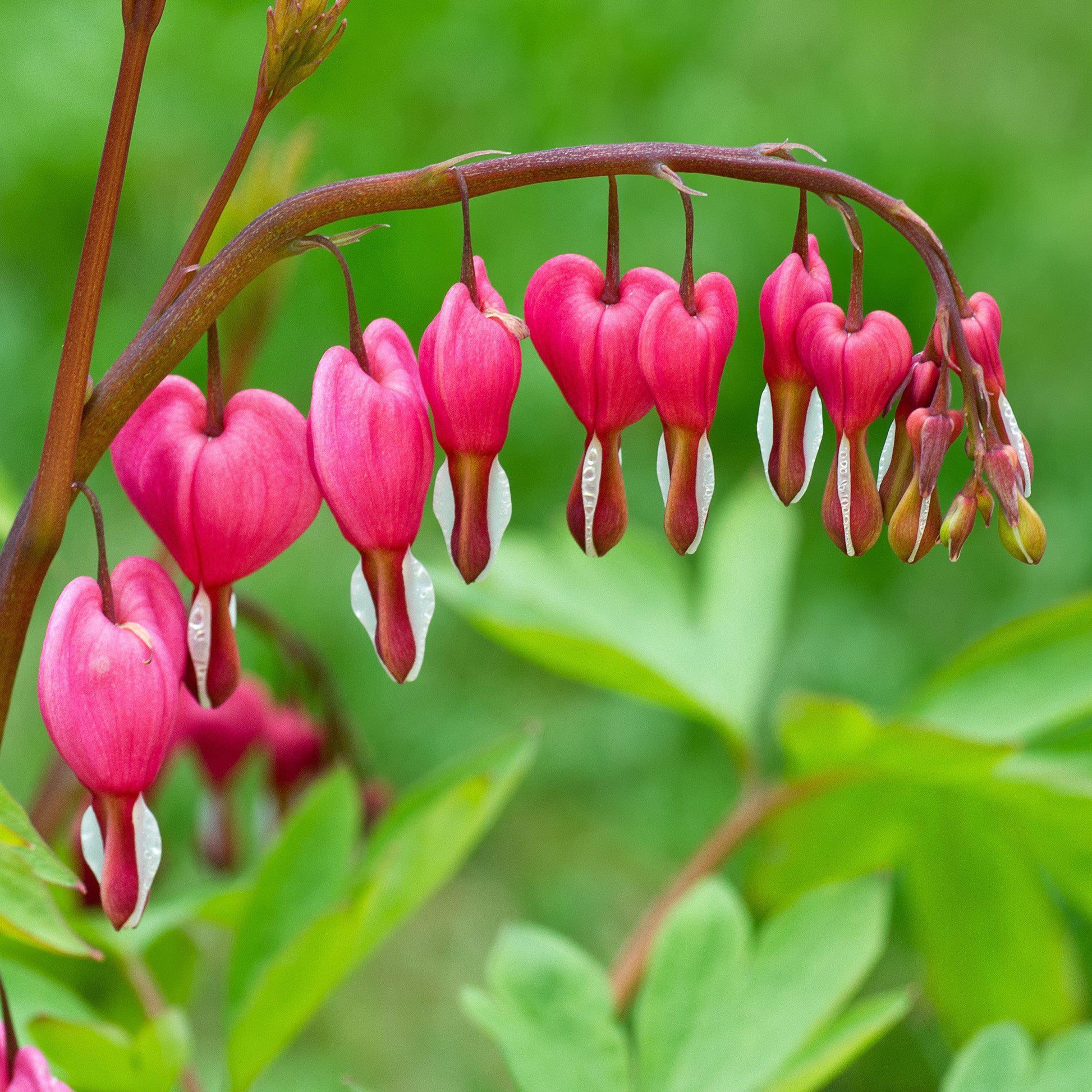 Dicentra Spectabilis - View 4 from www redcrocus com