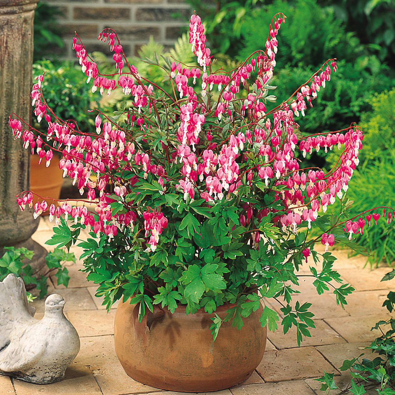 Dicentra Spectabilis - View 5 from www redcrocus com