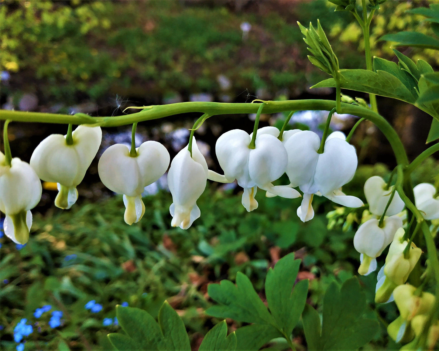 Dicentra Spectabilis - View 7 from www redcrocus com
