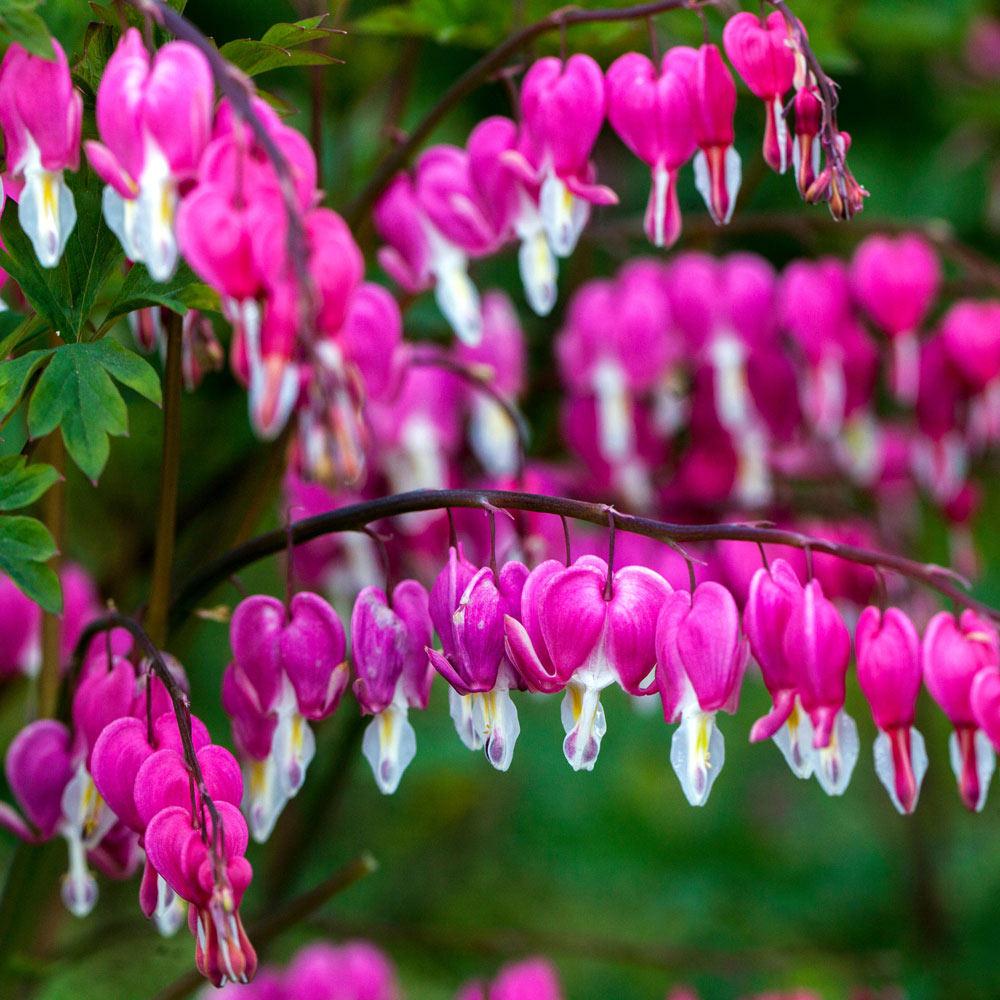 Dicentra Spectabilis - View 8 from www redcrocus com
