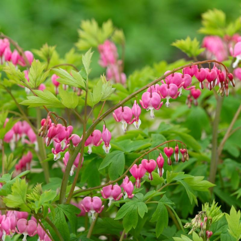 Dicentra Spectabilis - View 9 from www redcrocus com