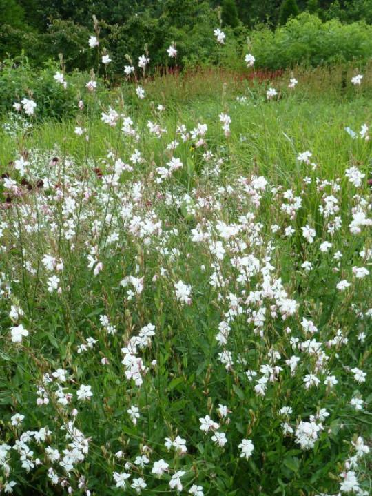 Gaura Lindheimeri Whirling Butterflies - View 15 from www redcrocus com