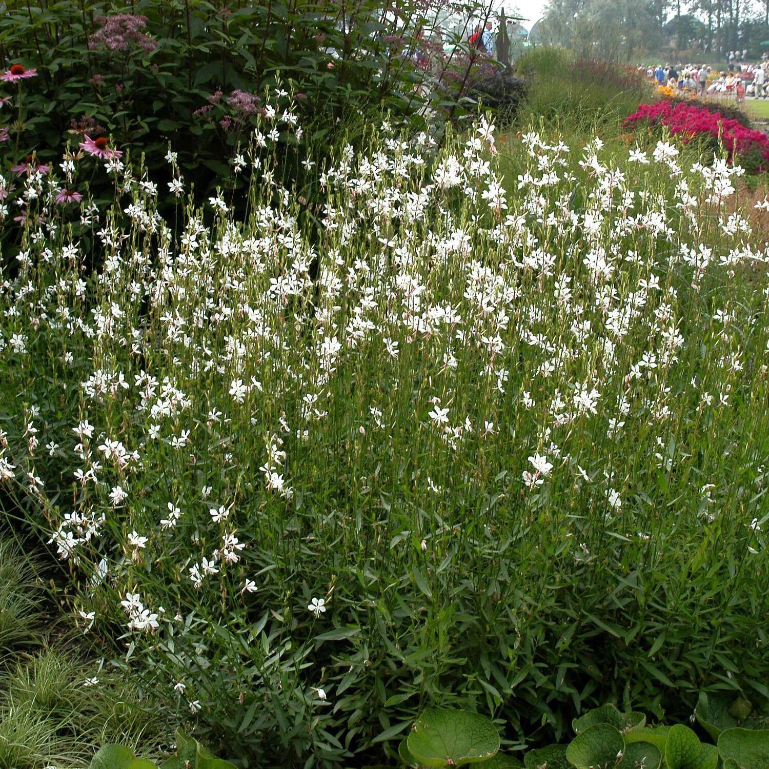 Gaura Lindheimeri Whirling Butterflies - View 16 from www redcrocus com