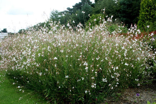 Gaura Lindheimeri Whirling Butterflies - View 1 from www redcrocus com