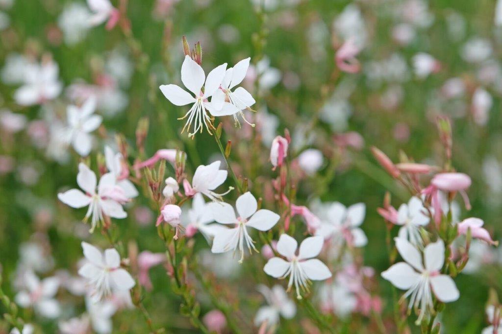 Gaura Lindheimeri Whirling Butterflies - View 9 from www redcrocus com