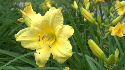 Hemerocallis X Happy Returns - View 10 from www redcrocus com