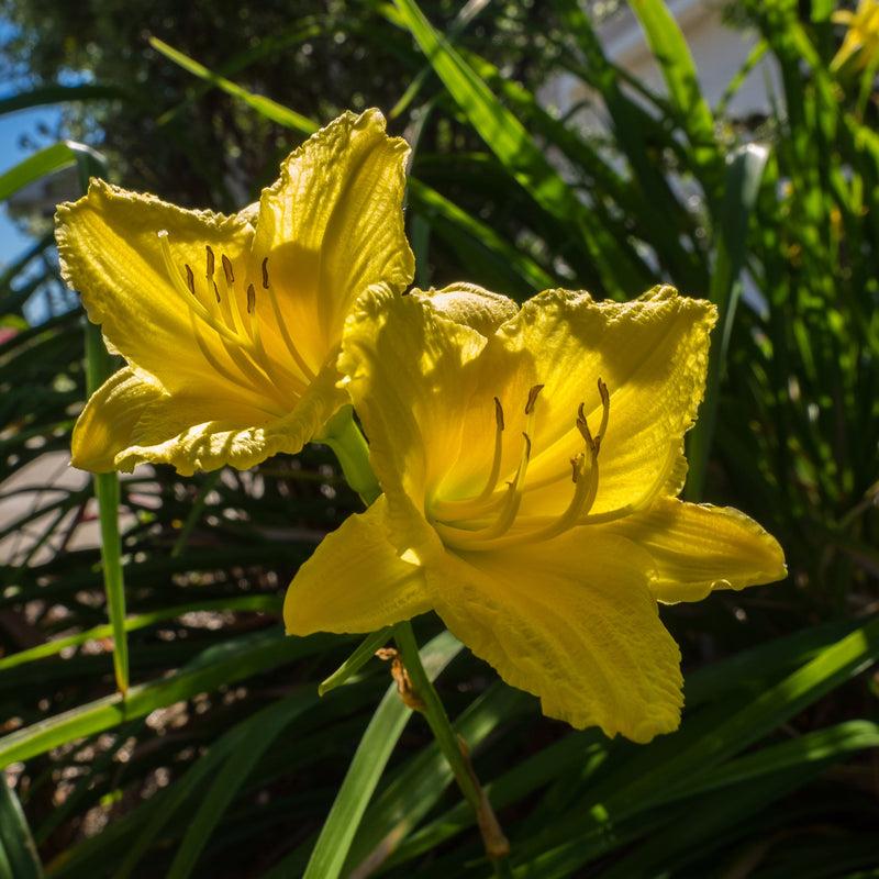 Hemerocallis X Happy Returns - View 11 from www redcrocus com