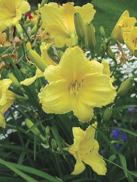 Hemerocallis X Happy Returns - View 12 from www redcrocus com