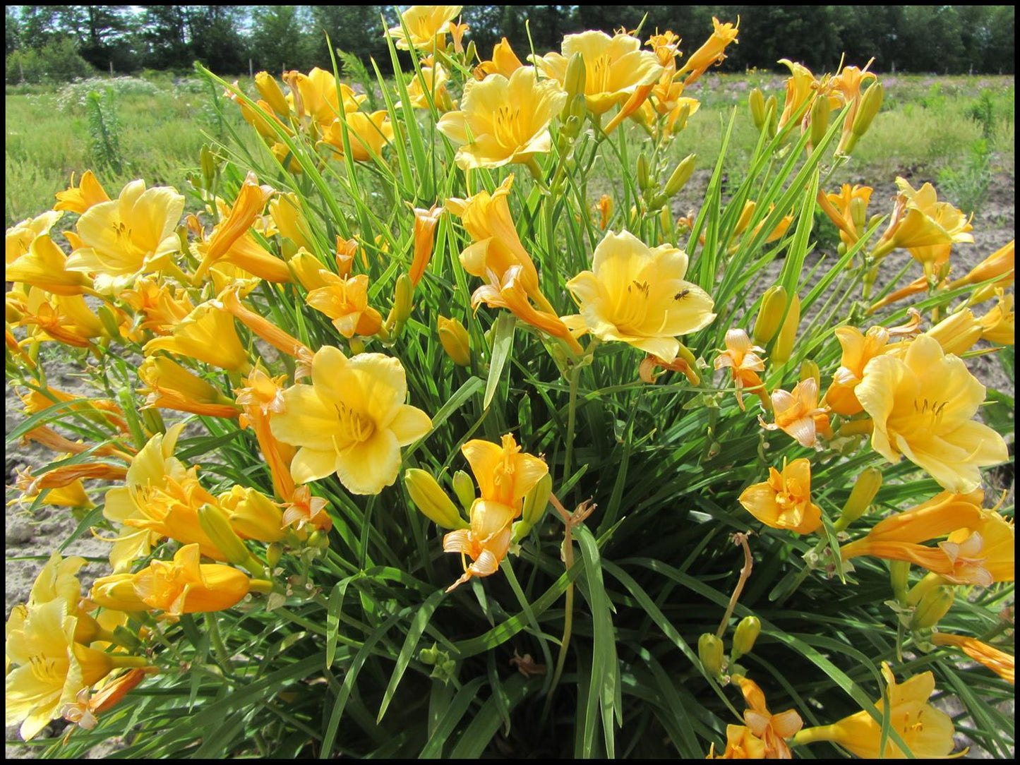 Hemerocallis X Happy Returns - View 13 from www redcrocus com