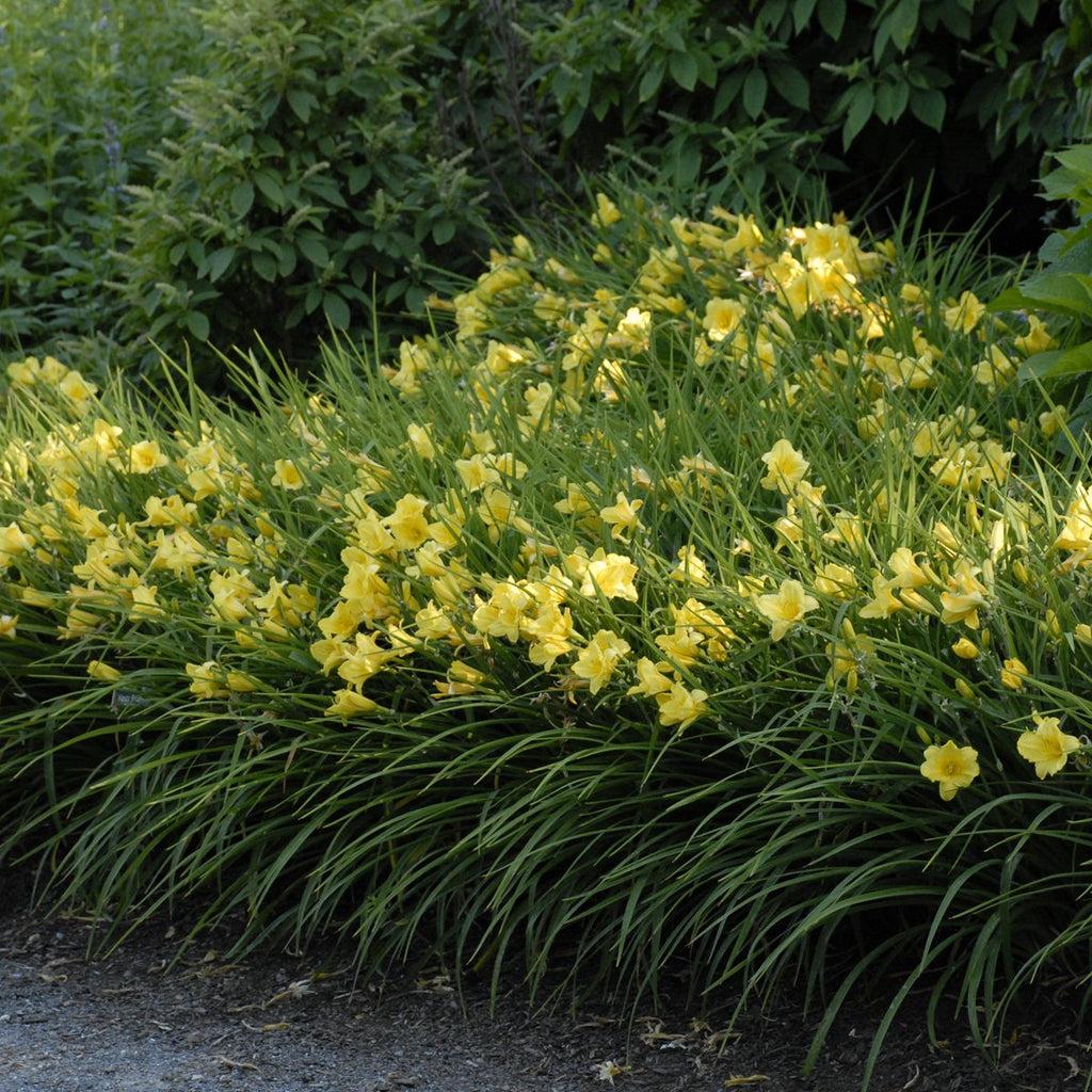 Hemerocallis X Happy Returns - View 14 from www redcrocus com