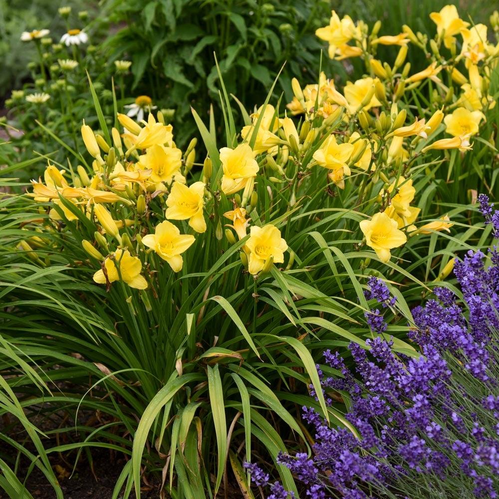 Hemerocallis X Happy Returns - View 15 from www redcrocus com