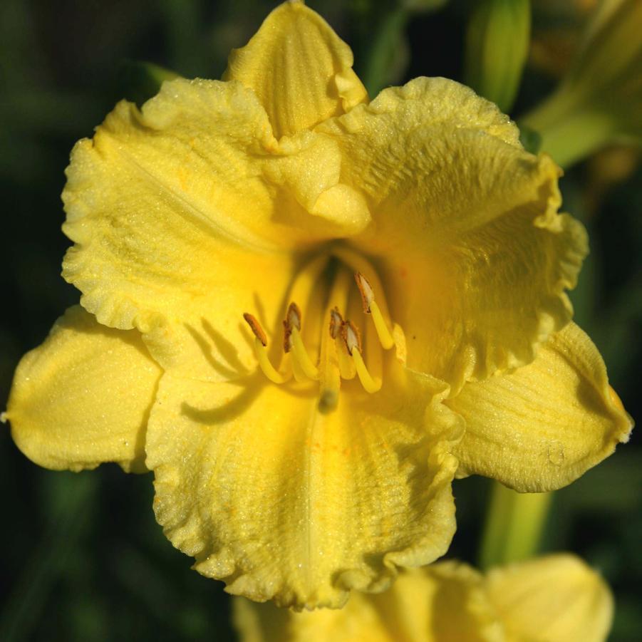 Hemerocallis X Happy Returns - View 17 from www redcrocus com