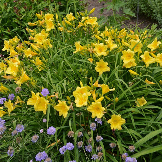 Hemerocallis X Happy Returns - View 1 from www redcrocus com