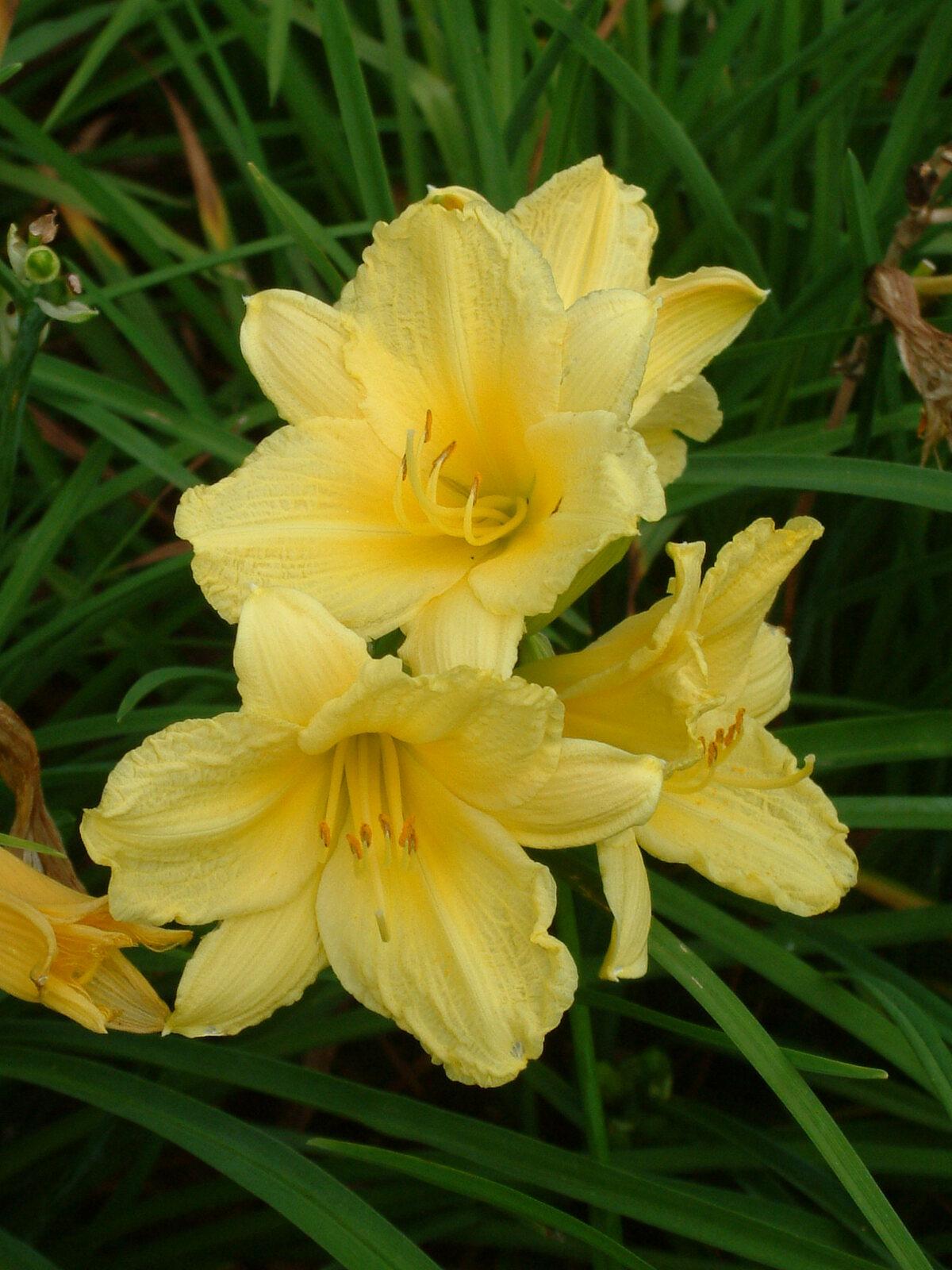 Hemerocallis X Happy Returns - View 2 from www redcrocus com