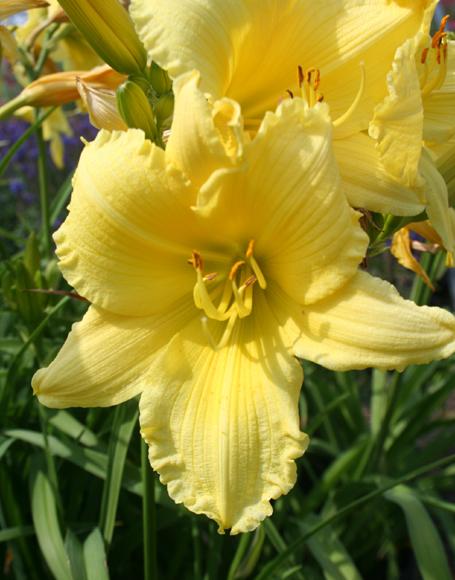 Hemerocallis X Happy Returns - View 3 from www redcrocus com