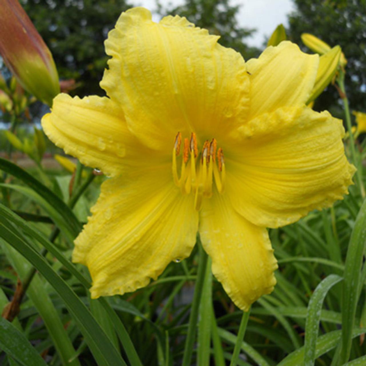 Hemerocallis X Happy Returns - View 4 from www redcrocus com