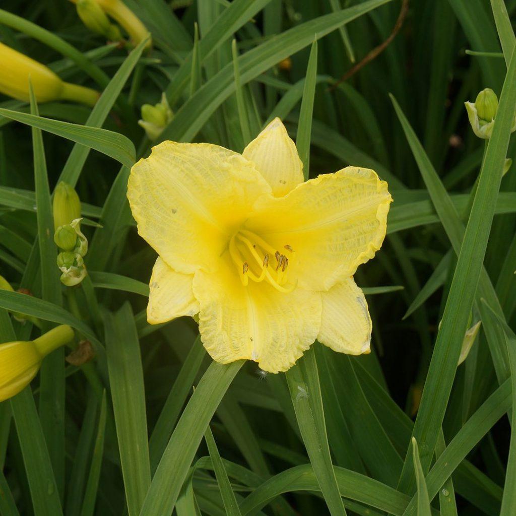 Hemerocallis X Happy Returns - View 5 from www redcrocus com
