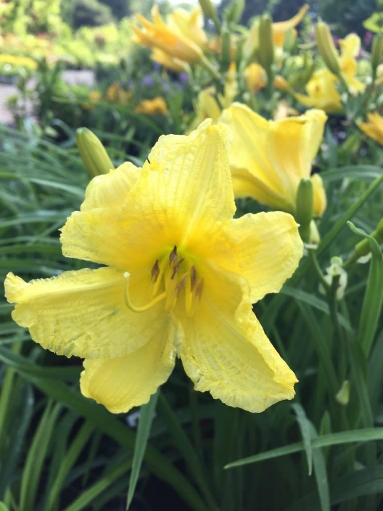 Hemerocallis X Happy Returns - View 7 from www redcrocus com